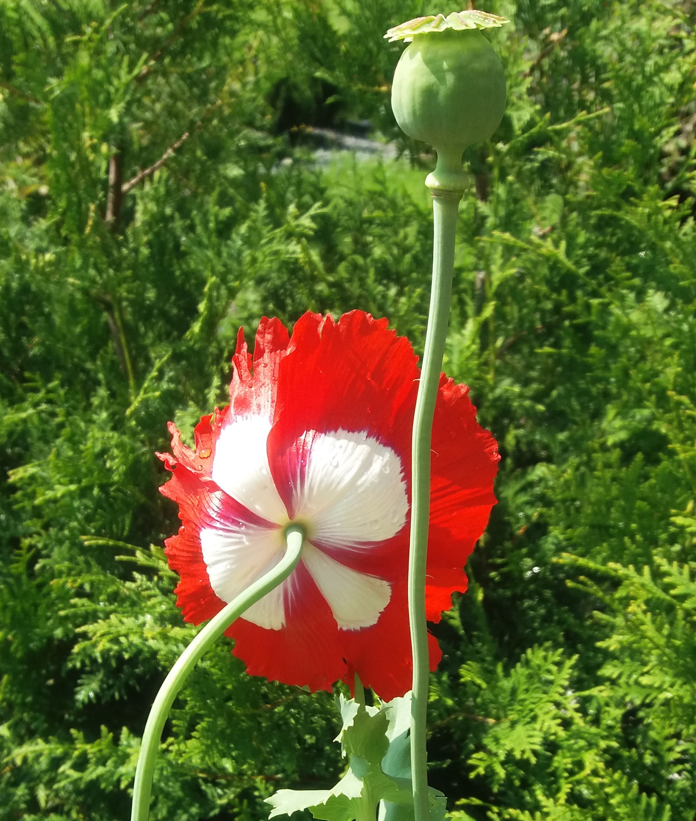 Papaver somniferum Danebrog Poppy Danebrog - Danish flag seeds