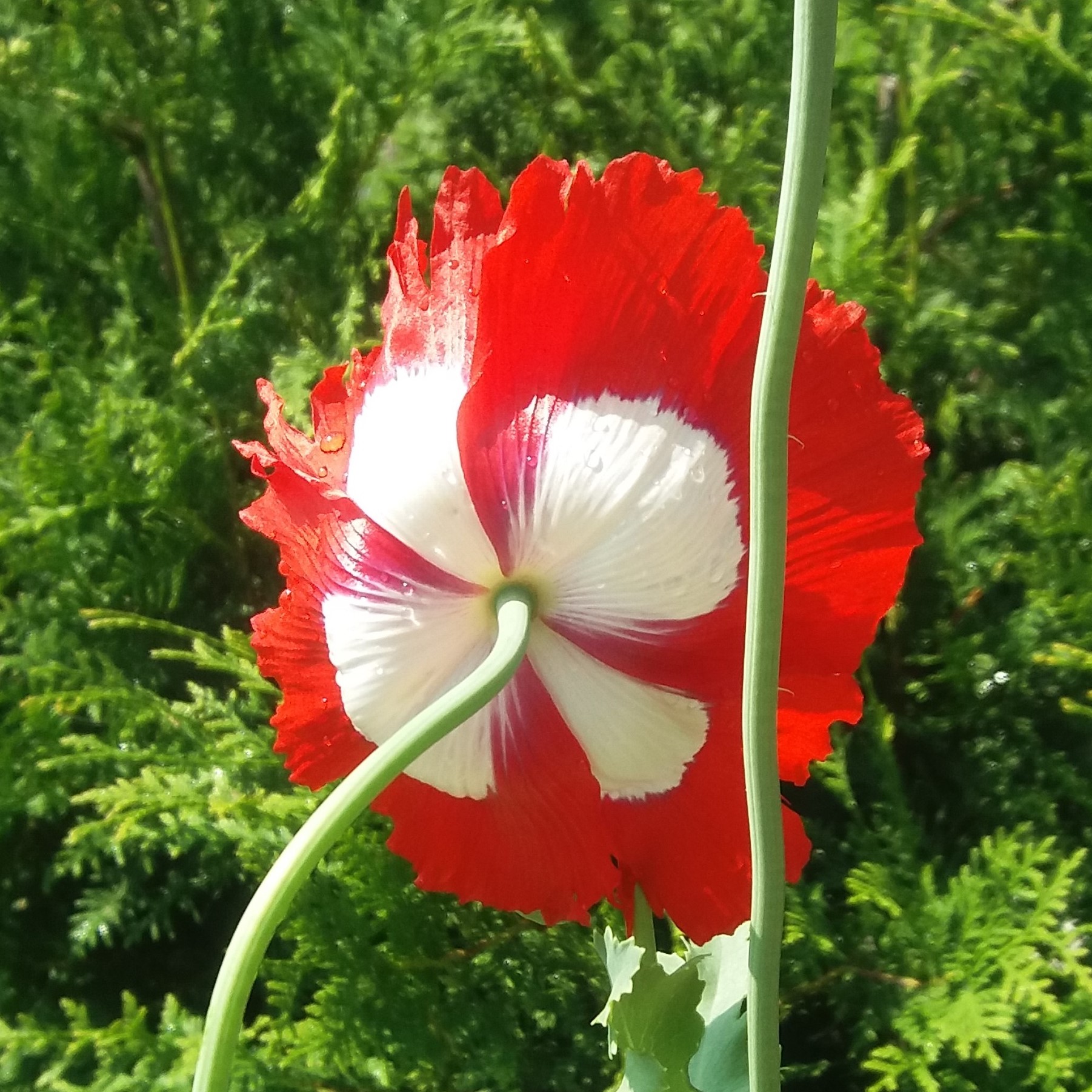 Papaver somniferum Danebrog  semillas