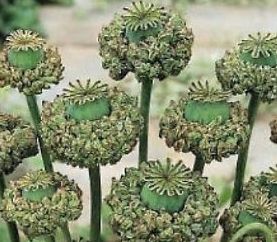 Papaver somniferum Hens and Chicks Breadseed poppy seeds