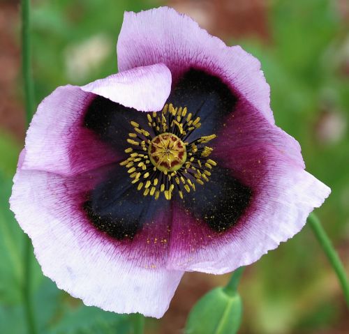 Papaver somniferum Pepperbox Poppy Pepperbox seeds