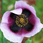 Papaver somniferum Pepperbox  semi