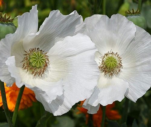 Papaver somniferum Sissinghurst White Poppy Sissinghurst White seeds