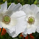 Papaver somniferum Sissinghurst White  semillas