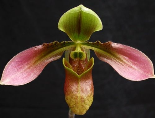 Paphiopedilum appletonianum Lady Slipper Orchid seeds