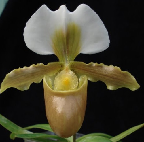 Paphiopedilum aureum Paphiopedilum seeds