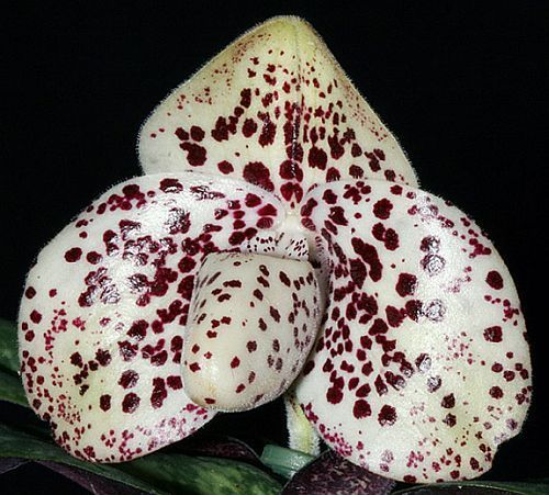 Paphiopedilum bellatulum - orchids seeds