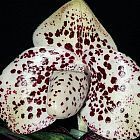 Paphiopedilum bellatulum, orchid seeds