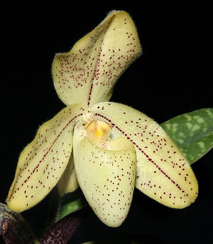 Orchid specie seeds Year 2019 Paphiopedilum concolor 