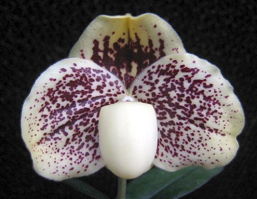 Paphiopedilum godfroyae lady slipper orchids seeds