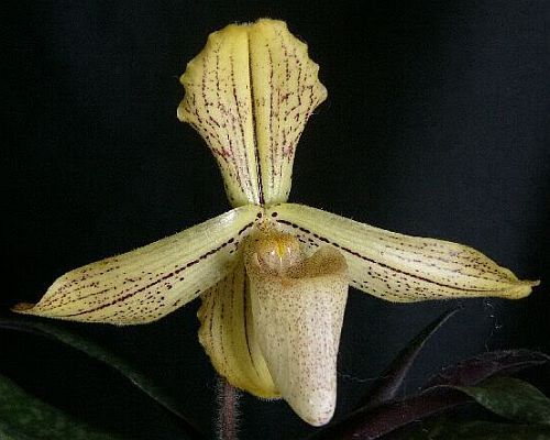 Paphiopedilum longipetaum orchids seeds