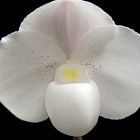 Paphiopedilum niveum Orchideen Samen