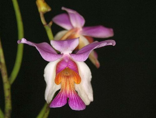 Papilionanthe teres orchids seeds