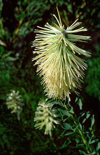 Paranomus reflexus Van Stadens sceptre seeds