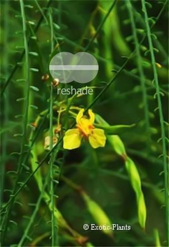 Parkinsonia aculeata Jerusalem thorn seeds