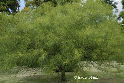 Parkinsonia aculeata Jerusalem thorn seeds