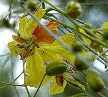 Parkinsonia aculeata Jerusalem thorn seeds