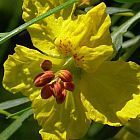 Parkinsonia aculeata ﻿Иерусалимский терн
  cемян