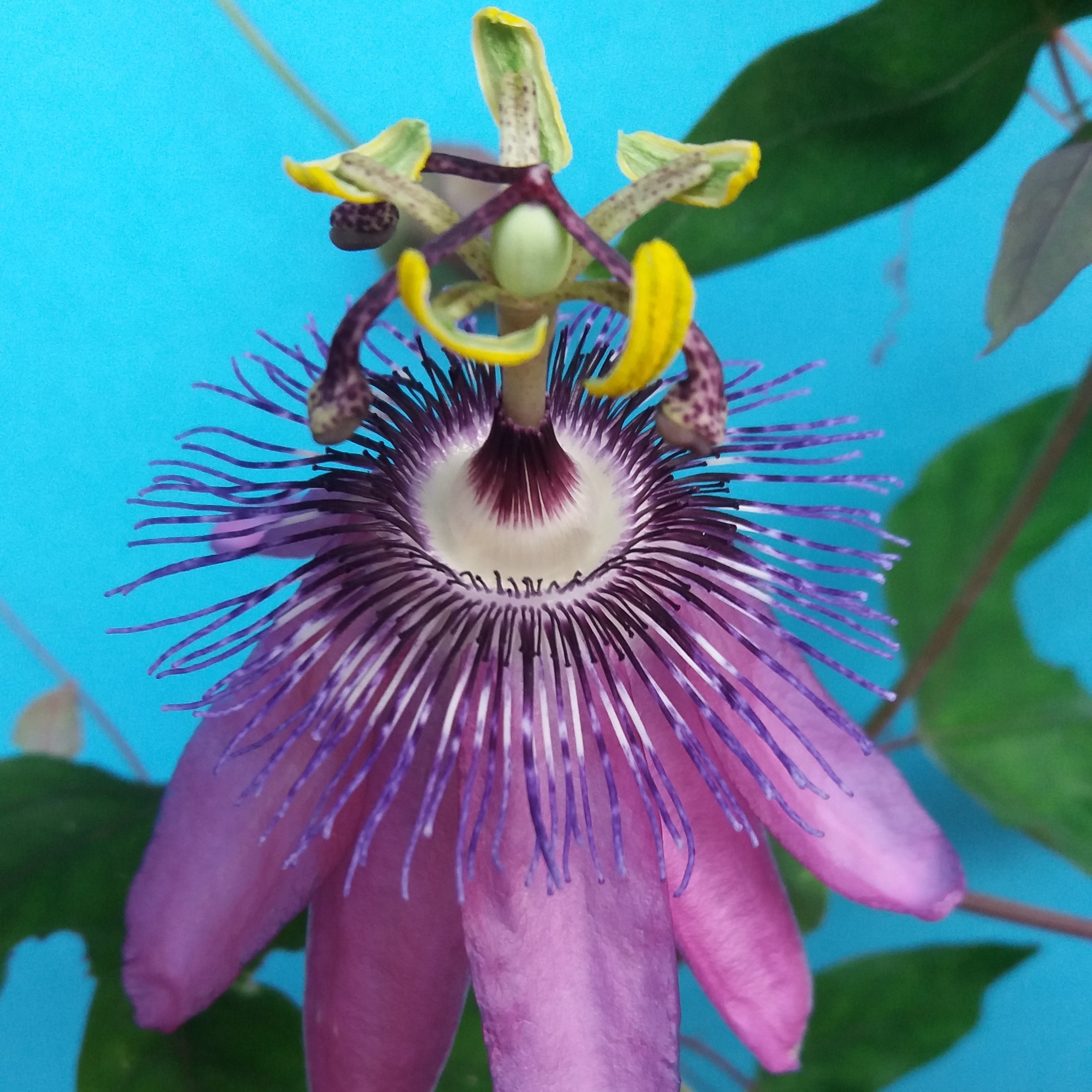 Passiflora ambigua Grenadille - Granadilla - Fruit de la Passion graines