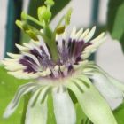 Passiflora colinvauxii Grenadille - Granadilla - Fruit de la Passion graines