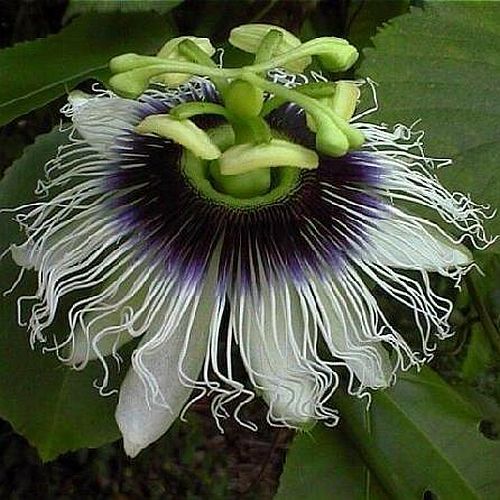 Passiflora edulis passion fruit seeds