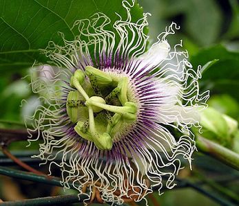 Passiflora edulis Golden giant Passion Fruit seeds