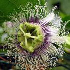 Passiflora edulis Golden giant Fruit de la passion graines