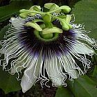 Passiflora edulis ﻿Цветок страсти  cемян