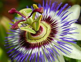 Passiflora incarnata Wild passion flower - Maypop - Apricot vine seeds