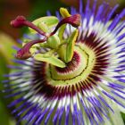 Passiflora incarnata Passionsblume Samen