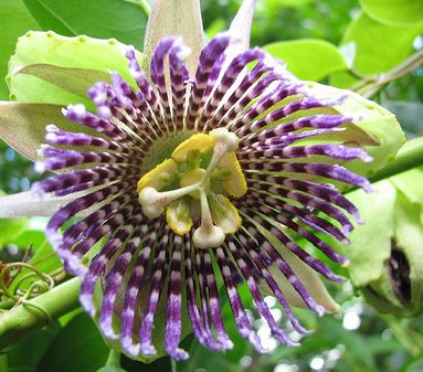 Passiflora ligularis Sweet Granadilla - Grenadilla - Passion-fruit seeds