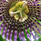 Passiflora ligularis Grenadille - Granadilla - Fruit de la Passion graines