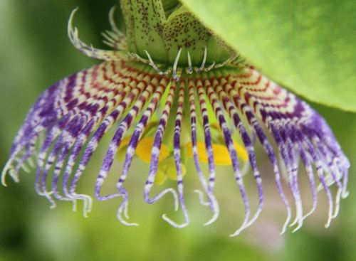 Passiflora maliformis Sweet Calabash seeds