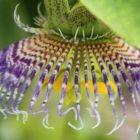 Passiflora maliformis Passionsblume Samen