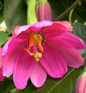 Passiflora mollisima Banana Passion Fruit seeds