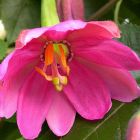 Passiflora mollisima Bananen Passionsfrucht Samen