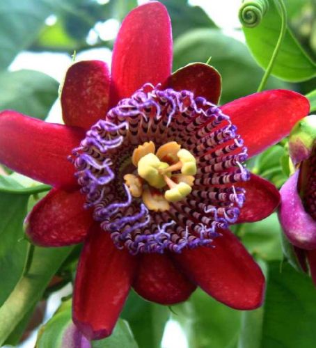 Passiflora quadrangularis Giant Granadilla seeds