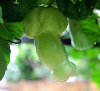 Passiflora quadrangularis Erotica Penis Passionfruit Giant Granadilla seeds