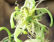 Passiflora sp. Tiny Star Passion Flower Tiny Star seeds