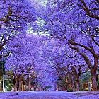 Paulownia tomentosa  semi