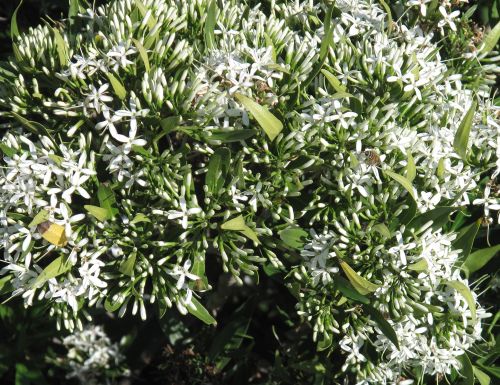 Pavetta lanceolata Weeping brides bush - Bridal bush - Christmas bush seeds