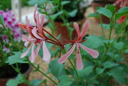 Pelargonium acetosum sorrel-leaved pelargonium seeds