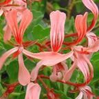 Pelargonium acetosum Pelargonium Samen