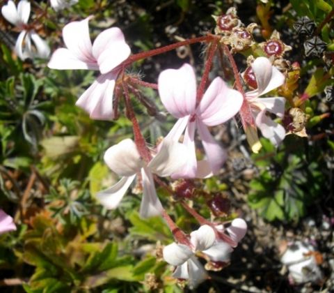 Pelargonium alchemilloides Garden Geranium - Ladys mantle-leaf Pelargonium seeds