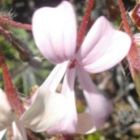 Pelargonium alchemilloides Garten Geranie Samen