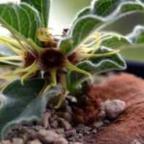 Pelargonium alternans Caudex Samen
