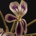 Pelargonium anethifolium  semillas