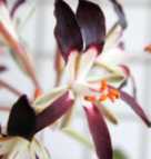 Pelargonium auritum ssp auritum Caudexpflanze Samen