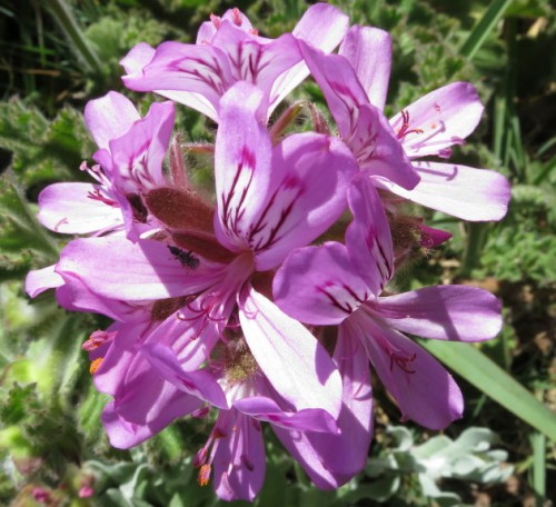 Pelargonium betulinum Camphor-scented pelargonium seeds