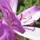 Pelargonium betulinum Kampfer duftende Pelargonium Samen