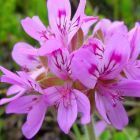 Pelargonium capitatum Rosenduft-Pelargonium Samen